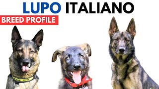 Lupo Italiano Breed Profile History  Price  Traits Italian Wolfdog Grooming Needs  Lifespan [upl. by Oidgime]