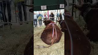 Fêtes de lestive  Allanche  Cantal  24 mai 2024  34 [upl. by Sirtemed]