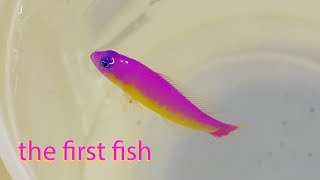 Vlog 5 A Very Special First Fish Aberrant Diadema Dottyback [upl. by Aynosal]