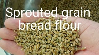 Sprouted grain bread flour how to  low gluten [upl. by Telfore677]