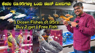 ಕೇವಲ ರೂ95ಗಳಲ್ಲಿ ಒಂದು ಡಜನ್ ಮೀನುಗಳು AS Aqua Exotic Fishes Birds amp Pets in Bangalore  Kannada Vlogs [upl. by Brewster89]