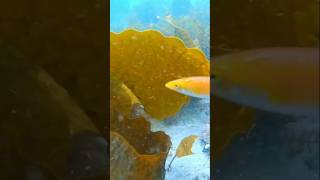 Oxyjulis fish snorkeling seaeducation fish [upl. by Lingwood]