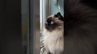 30 seconds of Penelope watching out of the window Fluff gently moving in the wind [upl. by Ainad859]