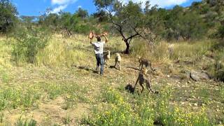 Andrew Feeding a Cheetah  Amani Lodge Namibia [upl. by Odysseus]