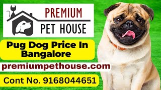 pug dog price in bangalore  Pug Puppies For Sale In Bangalore  Premium Pet House [upl. by Fried]