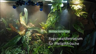 Regenwaldterrarium für Pfeilgiftfrösche  Biotope hinter Glas [upl. by Freddy]