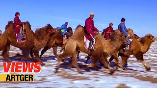 Mongolian Camel Festival – Traditional Bactrian Camel Race Nomad Life in Gobi  Views [upl. by Norabal]