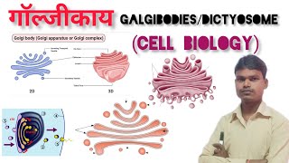 Structure of Golgi bodies Golgi upkarndictyosomeIdiosomeगॉल्जीकाय या ईडियोसोम डिक्टियोसोम। [upl. by Yhtomit]