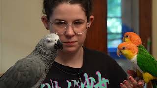 Live With Apollo the Talking Parrot [upl. by Ennaul180]