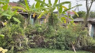 Eyecatching transformation of overgrown garden  Help clean up abandoned house [upl. by Laughlin]