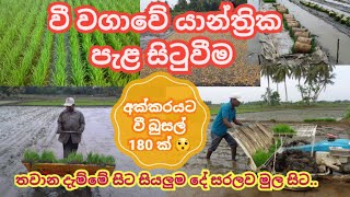 How to Use Paddy Transplanters for Transplanting Rice Seedlings  වී වගාවේ යාන්ත්‍රික පැළ සිටුවීම [upl. by Tolland250]