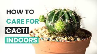 BEST TIPS  HOW TO CARE FOR CACTI INDOORS  CACTUS CARES [upl. by Ahsinyd284]