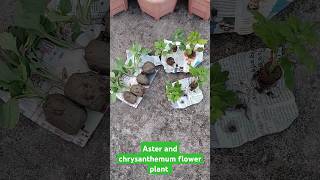 New Aster and chrysanthemum flower plant bought from nursery flowers shorts gardening [upl. by Nibram]