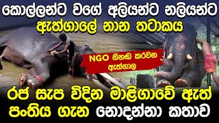 රජ සැප විදින මාළිගාවේ ඇත් පංතිය ගැන නොදන්නා කතාව Athgala  Kandy Esala Perahera [upl. by Mahala]