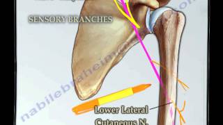 Course Of The Radial Nerve Simplified  Everything You Need To Know  Dr Nabil Ebraheim [upl. by Einhorn]