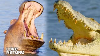 The Wild Relationship Between Hippos and Crocodiles  Wildlife Icons 206 [upl. by Ielak]