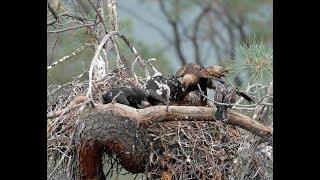 Golden Eagles Raise A Hawk [upl. by Rheba]