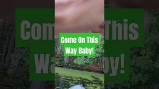 Come On This Way Baby shorts fishing bassfishing fish [upl. by Abdu]