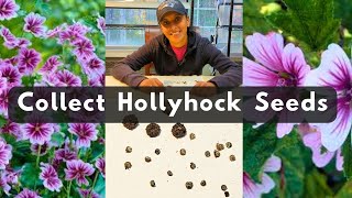 How To Collect Hollyhock Flower Seeds  Zebrina [upl. by Ablem]