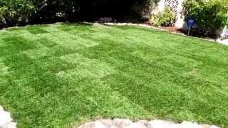 Save Water with Marathon Grass [upl. by Kasey]