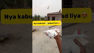 Nya kabutar🕊️pakad liya😍 petlover minivlog pigeon kabutar birds kabutarbazi pigeontrap [upl. by Eelana]