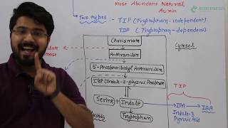 Auxin biosynthesis [upl. by Nawuj286]