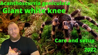 Giant white knee tarantula  Acanthoscurria geniculata giantwhitekneetarantula tarantula [upl. by Alyar892]