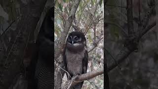 Brown Wood Owl from Sattal [upl. by Spenser]