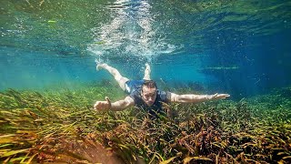 VLOG  Aquatic Plant Hunting in the Florida Springs with Chris Lukhaup [upl. by Karlik]