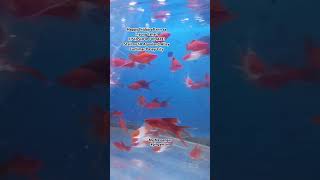 FISH SHOP UPDATE 7 SWORDTAIL FISH AQUALAND ALLEY CARTIMAR [upl. by Ute]