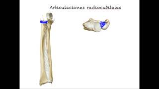 Articulaciones radiocubitales Carrera de Kinesiologia ULS Alvaro Puelles [upl. by Pape]