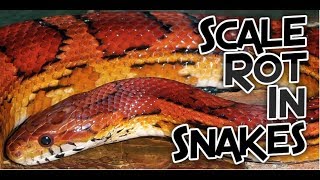 Scale Rot In Snakes 4 Treatments That Work [upl. by Drummond42]