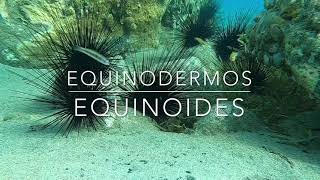 EQUINODERMOS Os maravilhosos ouriçosdomar EQUINOIDES [upl. by Aelrac]