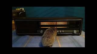 Polish Radio Contessa DMP201 ZR Diora Hedgehog Service [upl. by Annairda562]