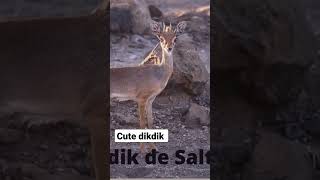 animals dikdik antelope shorts africa cute dikdik de salt and beautiful music [upl. by Andree]