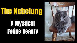 The Nebelung A Mystical Feline Beauty [upl. by Anayik496]