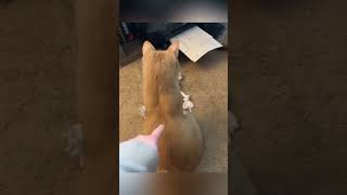 Scaredy cat scaredycat funnyvideo catshorts meowmemes [upl. by Aitas]