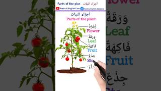 Parts of the plant أجزاء النبات english learnenglish englishlanguage arabiclanguage انجليزي [upl. by Raclima]