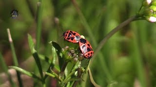 PUNAISE Rouge du ChouAccouplementEurydema ornata  BRUITX [upl. by Kress]