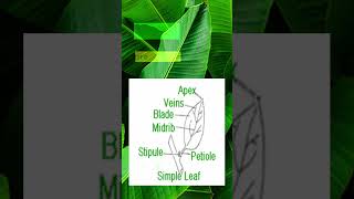 Types of Leaves Simple amp Compound leaves  Biology  Class11  Adhyayanta [upl. by Kerrie]