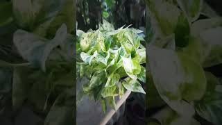 Stunning marble pothos music ailaxorchids pothosvarieties [upl. by Verlie]