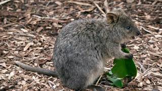 Facts About Kangaroo Rat [upl. by Htebi695]