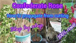 How to Propagate Confederate Rose Hibiscus Mutabilis Sthal Kamal Plant With Repotting amp Care [upl. by Damahom142]