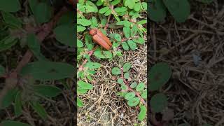 An absolutely stunning female Red Longhorn Beetle visiting the garden [upl. by Aliac988]