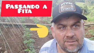 vamos passar o fita na vertical no tomate 🍅 [upl. by Kuo273]