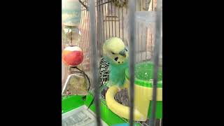 Skyler Budgie sings quotHappy Birthdayquot in food container [upl. by Canice]