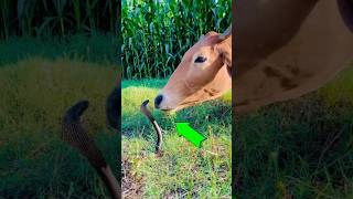 A vaca foi surpreendida pela naja animal pets animalshorts shortsyoutube [upl. by Alrac732]