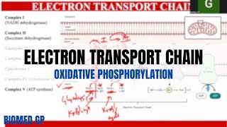 Electron Transport Chain  Oxidative Phosphorylation [upl. by Daven]