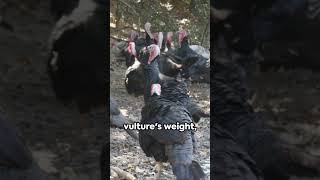 Bizarre Habit of Turkey Vultures Vomiting in SelfDefense Unusual Behavior defense and survival [upl. by Ardek]