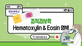 경복대학교 임상병리학과 조직검사학 Hematoxylin amp Eosin 염색 [upl. by Hobie]